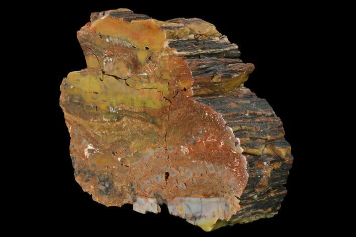 Polished, Petrified Wood (Araucarioxylon) - Arizona #165990